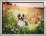 Owczarek australijski, Australian shepherd, Łąka